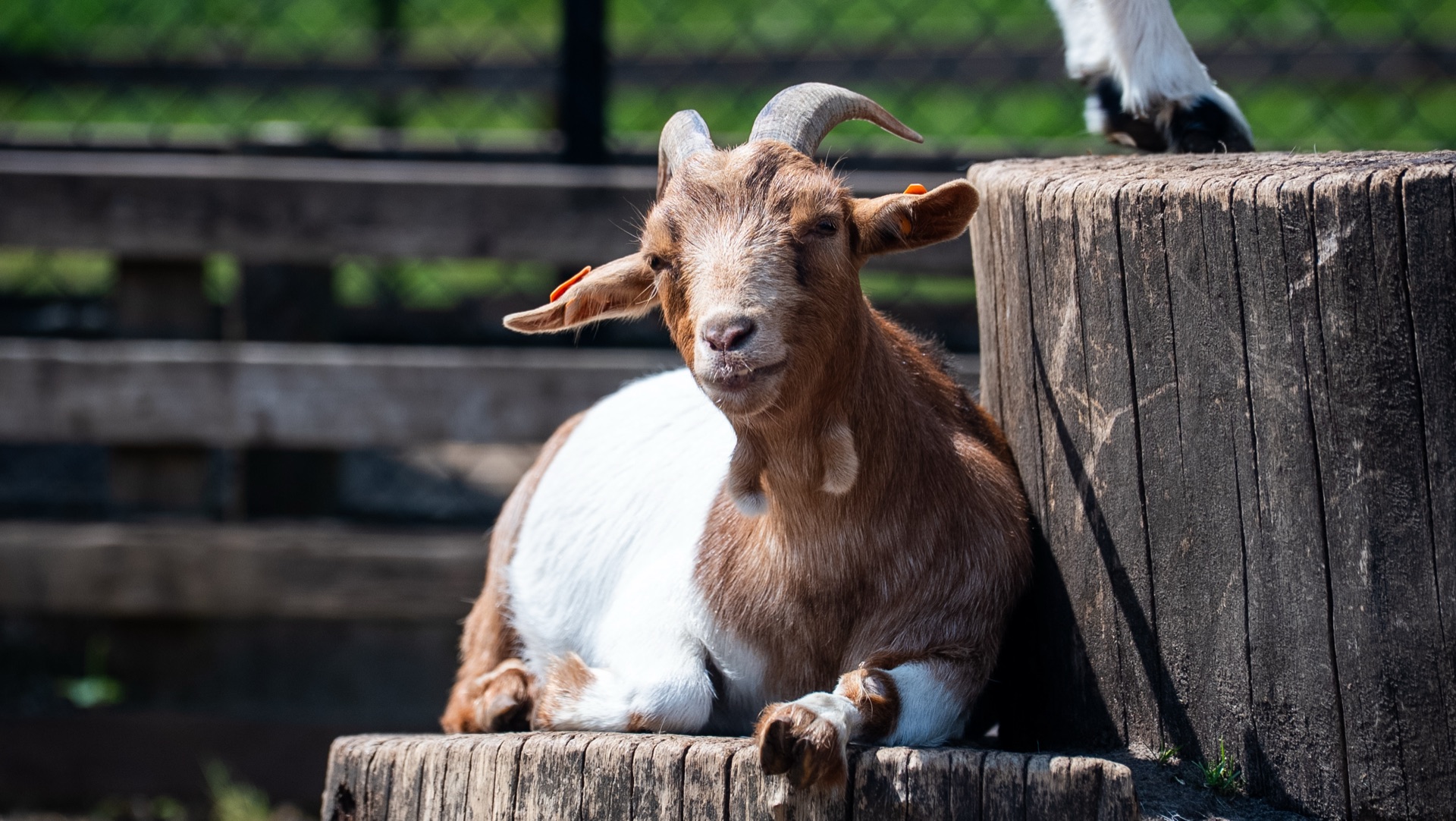 Geiten op de kinderboerderij