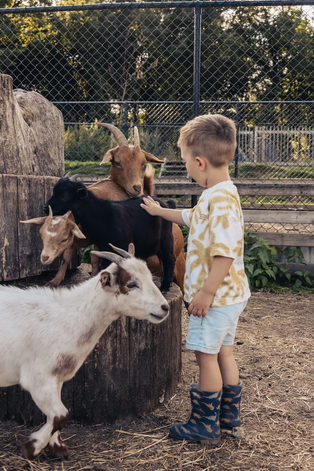 Houten dierenhokken op het Ark-domein