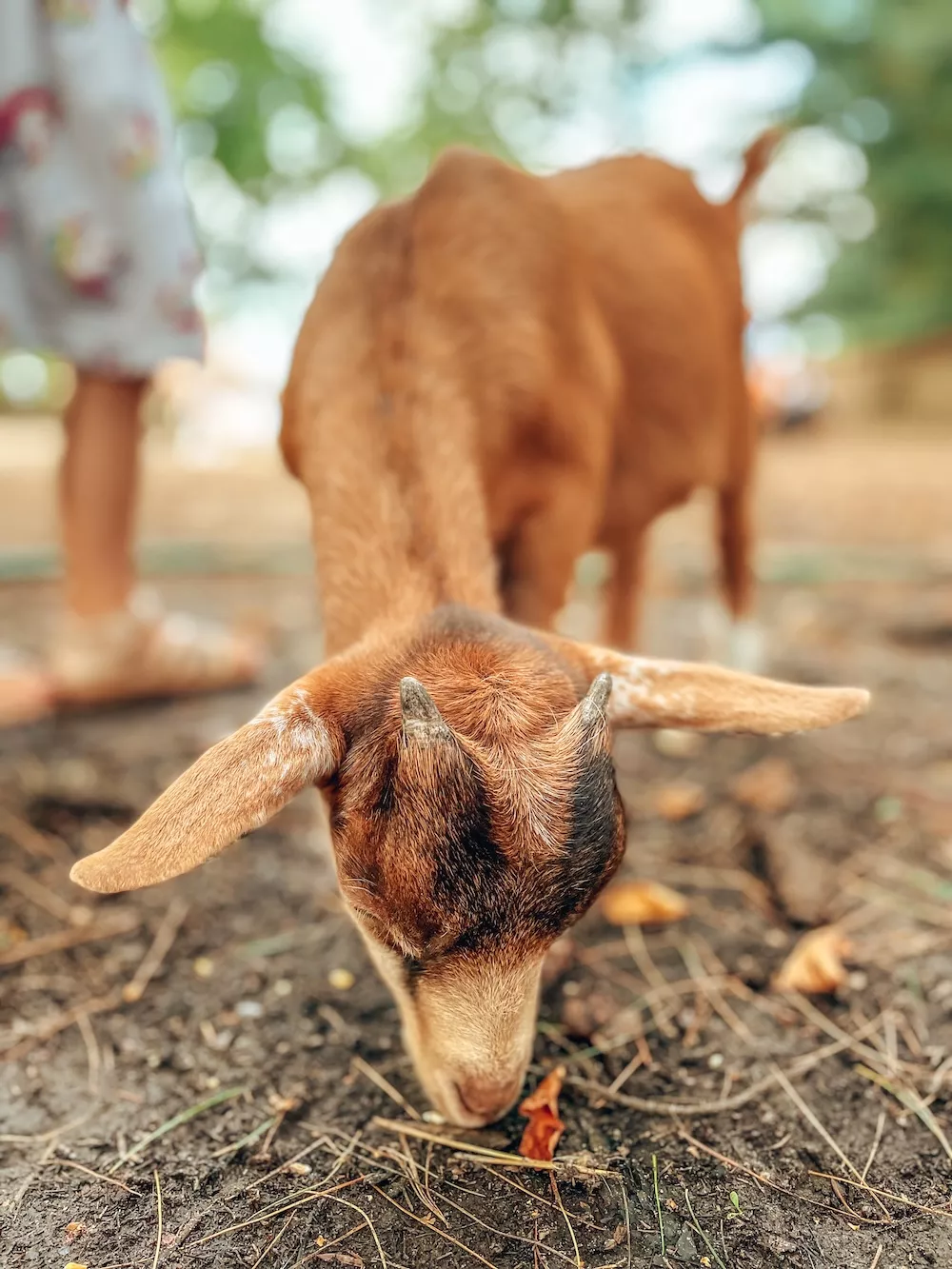 Geit op de kinderboerderij van Ark van Noë