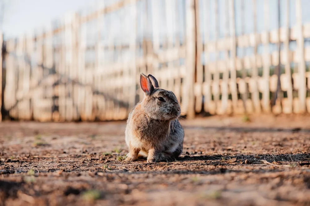 Konijn op de kinderboerderij van Ark van Noë