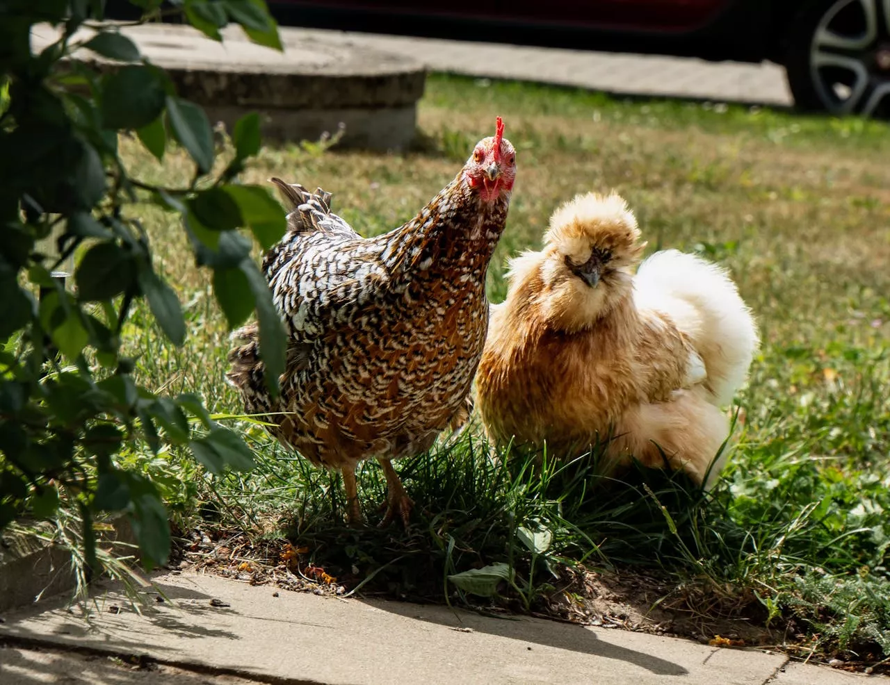 Kippen op een boerderij