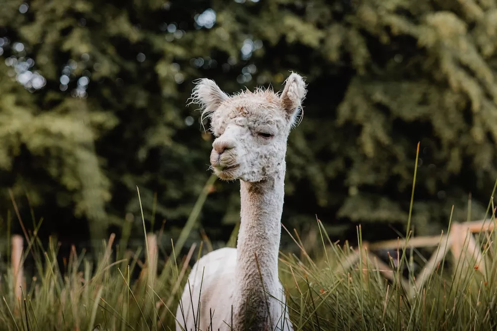 Alpaca in de glampingweide van Ark van Noë